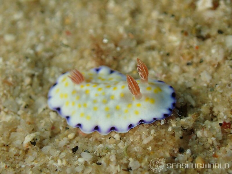 コモンウミウシ Goniobranchus aureopurpureus