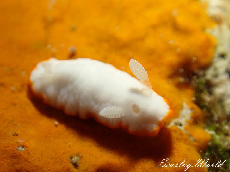 ボンボリイロウミウシ Goniobranchus albonares