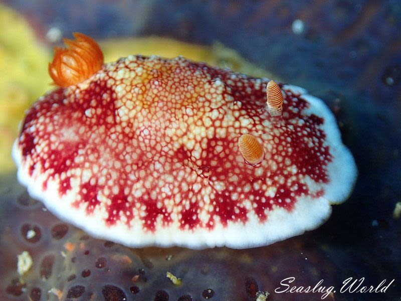 チリメンウミウシ Goniobranchus reticulatus