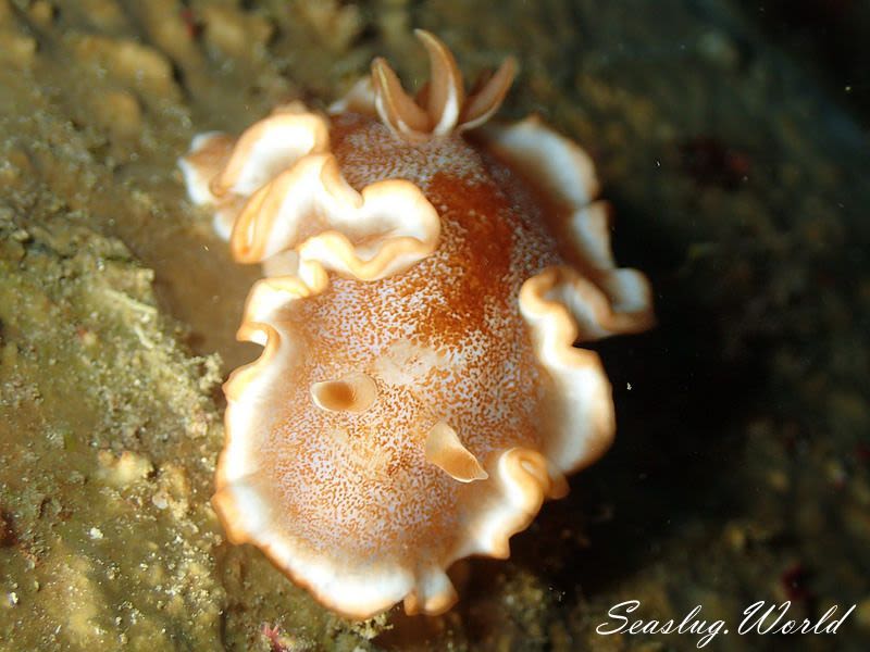 キャラメルウミウシ Glossodoris rufomarginata