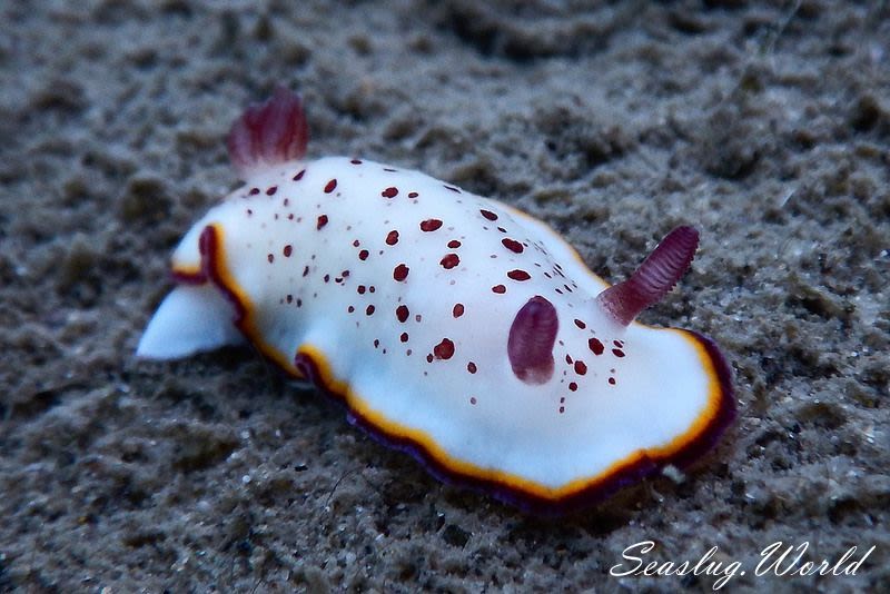 ゴニオブランクス・ダプネ Goniobranchus daphne