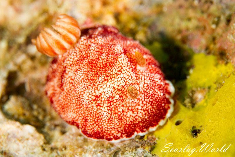 チリメンウミウシ Goniobranchus reticulatus