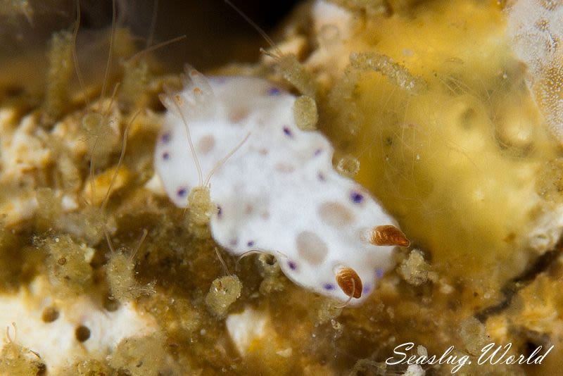 クボミイロウミウシ Hypselodoris lacuna