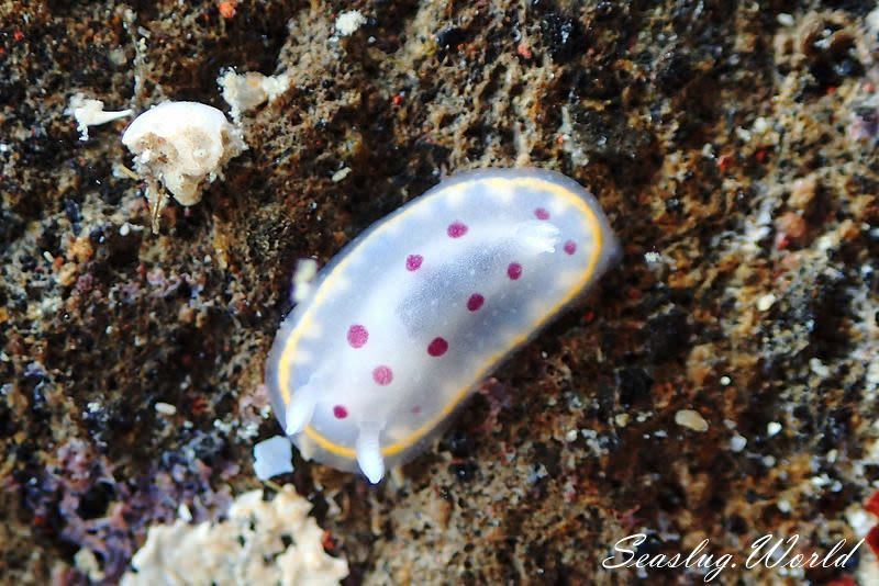 シラライロウミウシ Goniobranchus tumuliferus