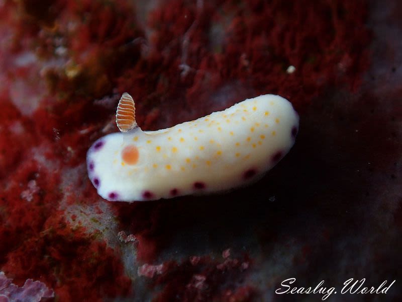 ヒメコモンウミウシ Goniobranchus rufomaculatus