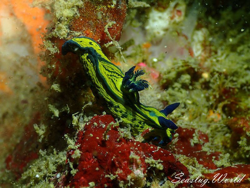 オオクチリュウグウウミウシ Tyrannodoris sp. 1