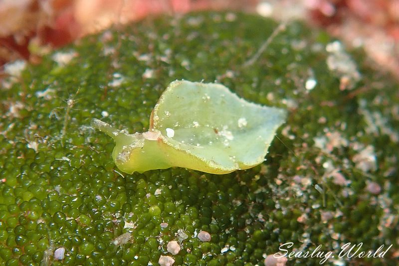 フチドリミドリガイ Elysia tomentosa