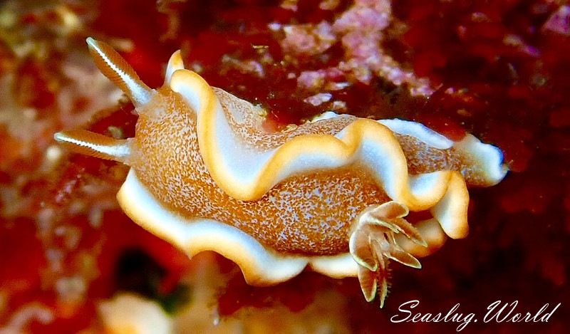 キャラメルウミウシ Glossodoris rufomarginata