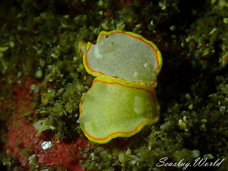 ミツイラメリウミウシ Diaphorodoris mitsuii