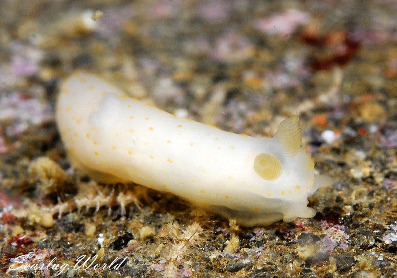 キヌハダモドキ Gymnodoris citrina