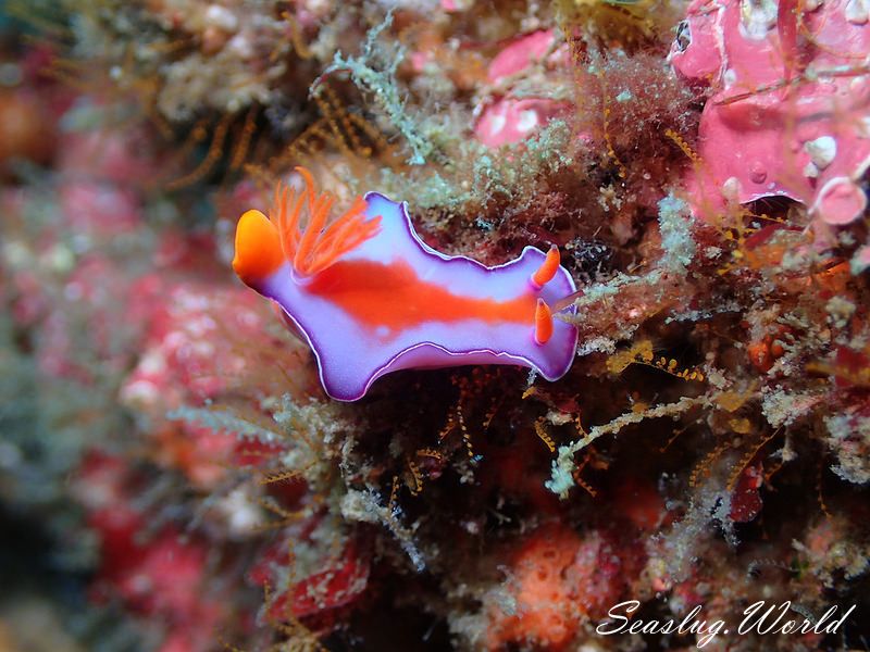 フタイロニシキウミウシ Ceratosoma bicolor