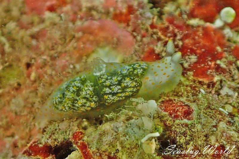 スカシキヌハダウミウシ Gymnodoris sp. 4