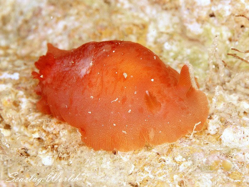 マダラウミウシ Dendrodoris fumata