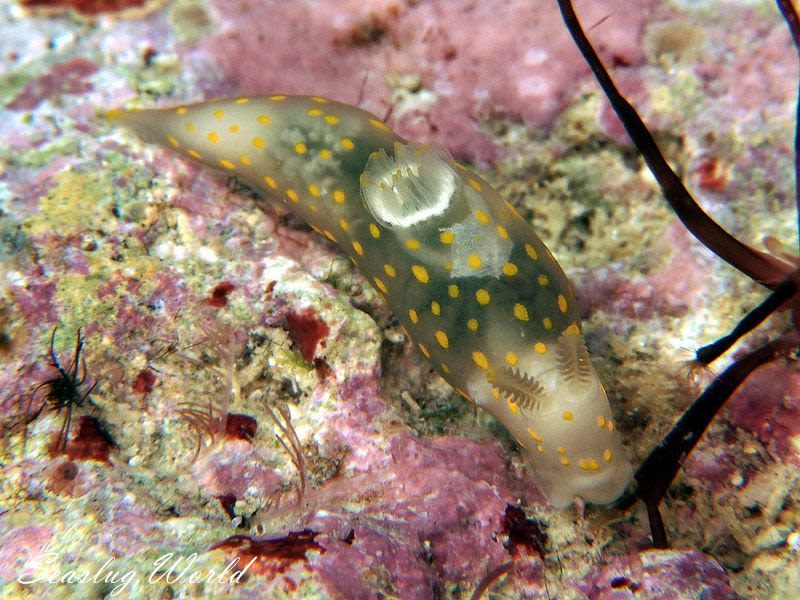 スカシキヌハダウミウシ Gymnodoris sp. 4