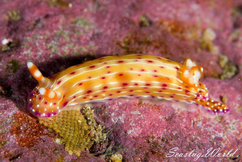 ニヨリセンテンイロウミウシ Hypselodoris maculosa