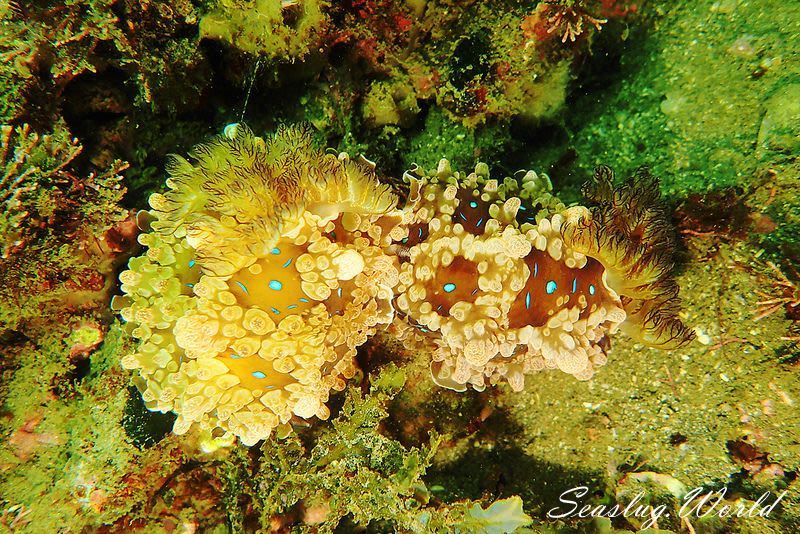 ミヤコウミウシ Dendrodoris krusensternii