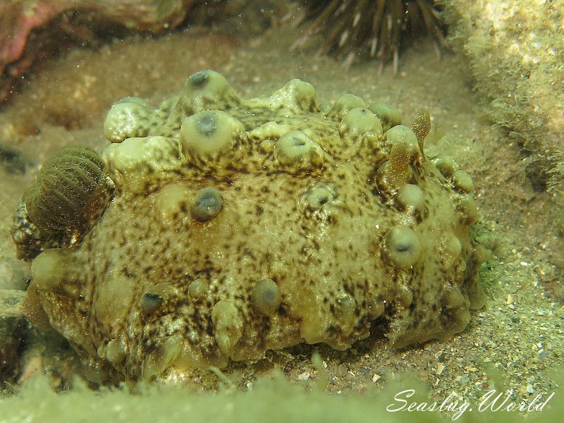 アマクサウミウシ Actinocyclus papillatus