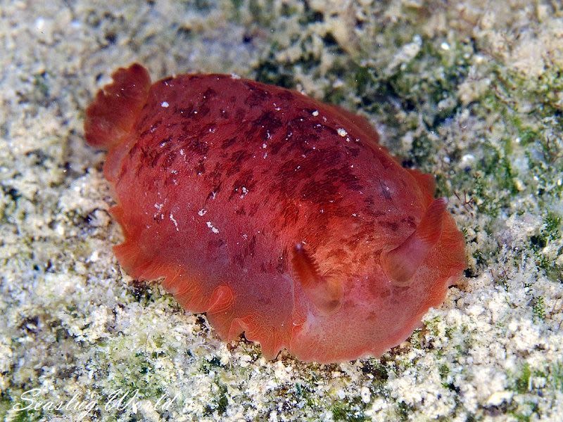 マダラウミウシ Dendrodoris fumata