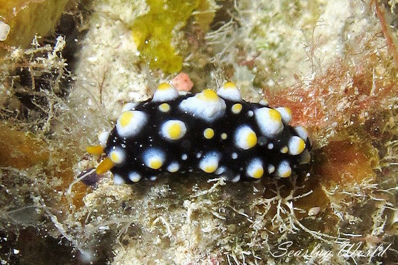 ヨゾライボウミウシ Phyllidia carlsonhoffi