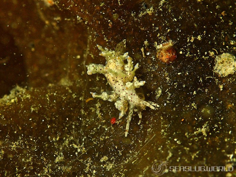 ホシアカリミノウミウシ Eubranchus sp. 5