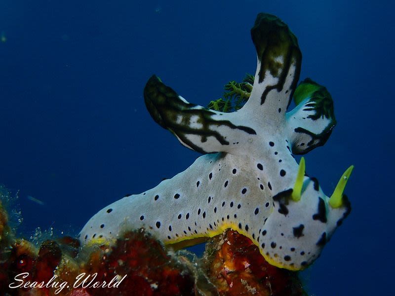 タチアオイウミウシ Notodoris serenae