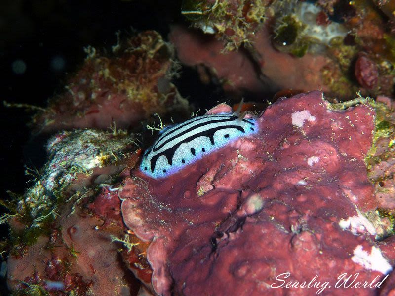 タテスジイボウミウシ Phyllidiopsis sphingis