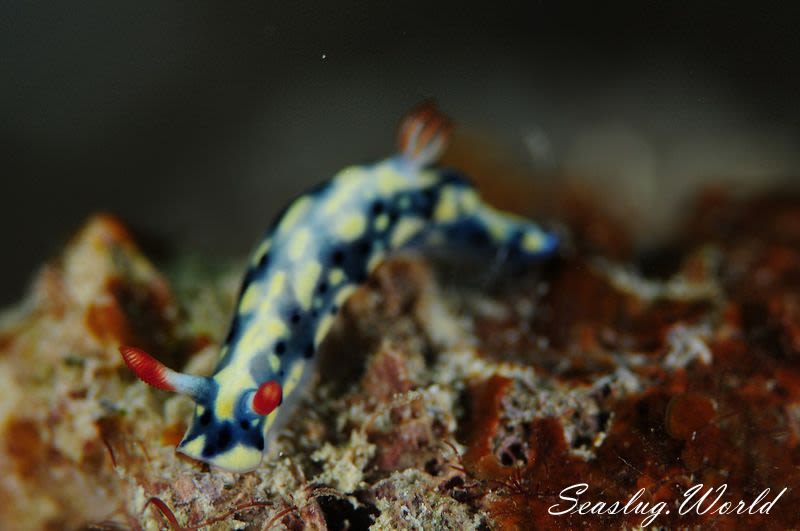 ホシゾラウミウシ Hypselodoris infucata