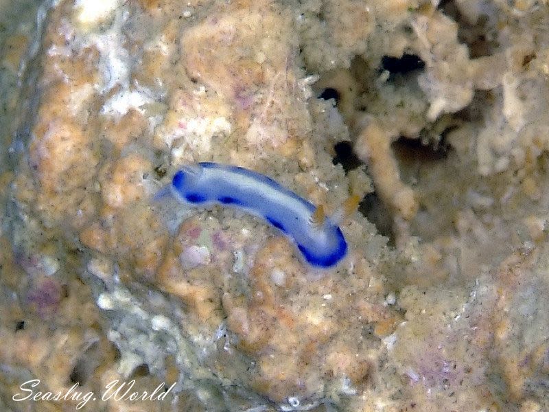 ホシゾラウミウシ Hypselodoris infucata