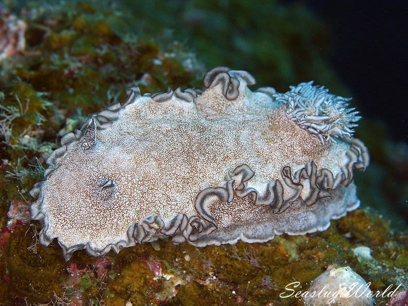 タヌキイロウミウシ Glossodoris hikuerensis