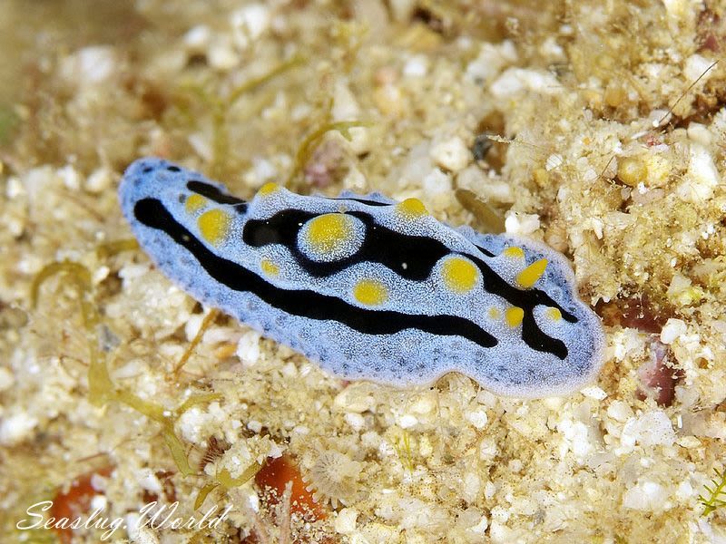 ソライロイボウミウシ Phyllidia coelestis