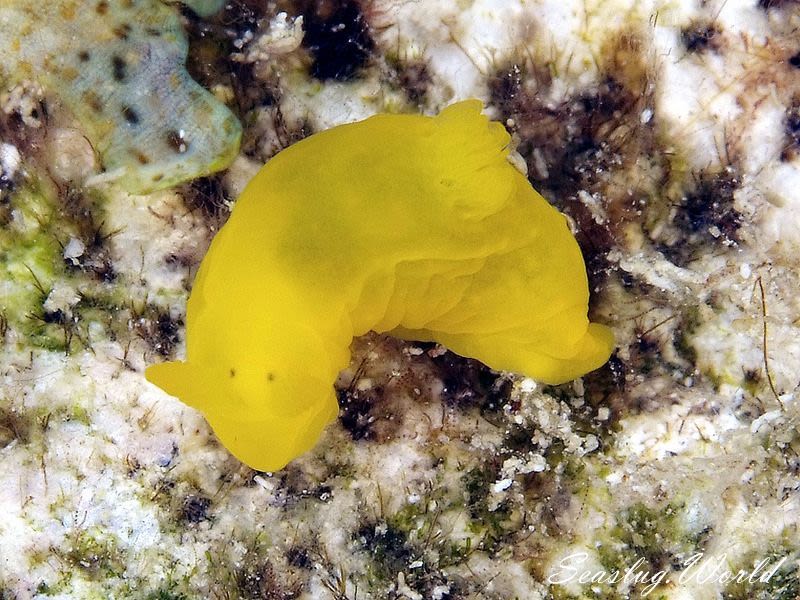 キヌハダウミウシ属の一種 33 Gymnodoris sp.33