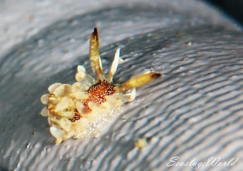 イバラウミウシ Ceratodoris barnardi