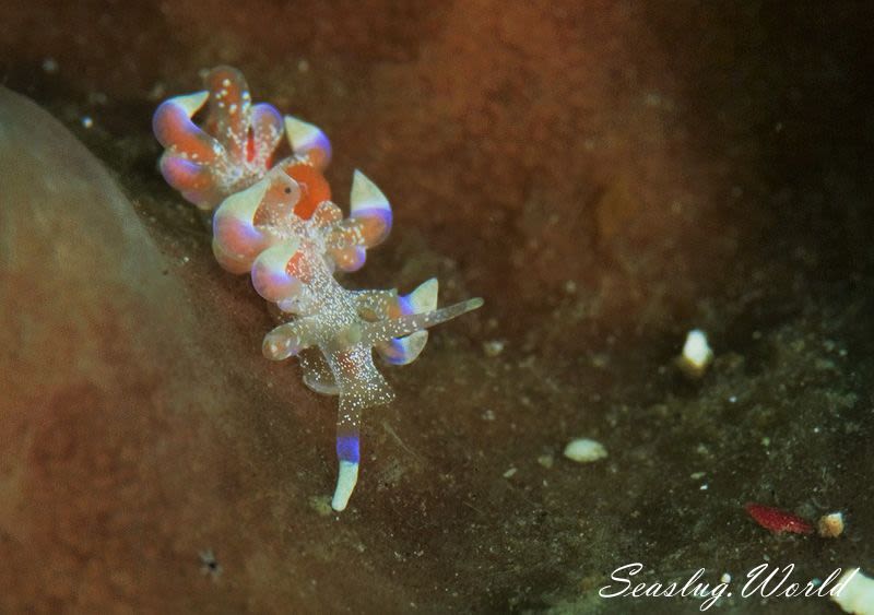 ハナビラミノウミウシ Phyllodesmium poindimiei