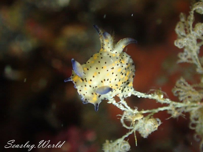 コソデウミウシ Polycera abei