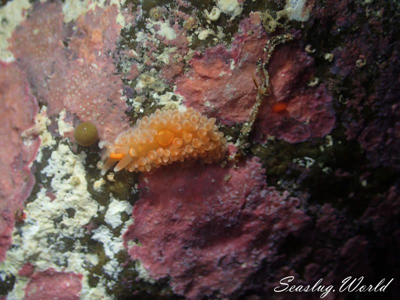 アンテアエオリデエッラ・カカオティカ Anteaeolidiella cacaotica