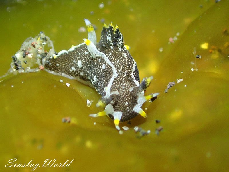 クロコソデウミウシ Polycera hedgpethi