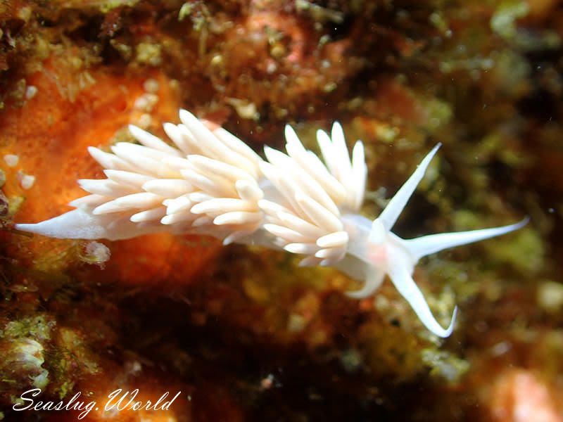 サクラミノウミウシ Sakuraeolis sakuracea