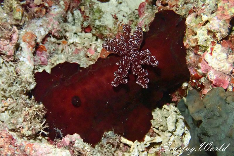 スオウウミウシ Platydoris sanguinea