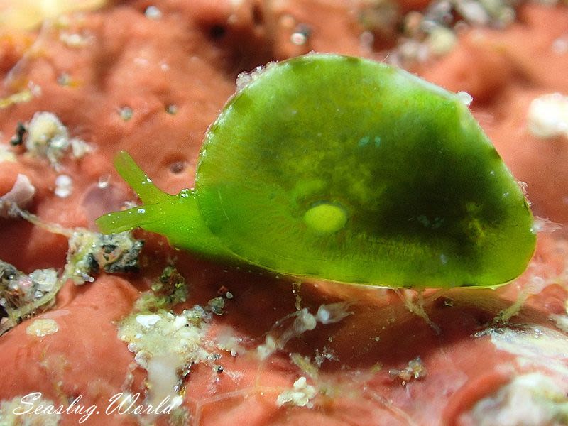 タマノミドリガイ Berthelinia limax