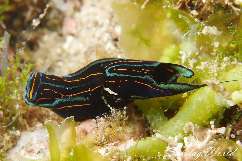 ニシキツバメガイ Chelidonura hirundinina