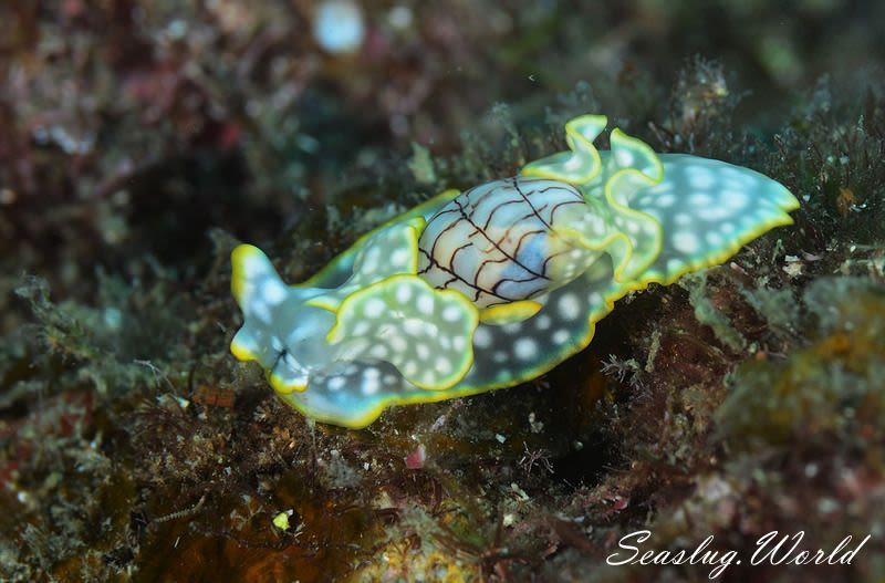 ワタユキシボリガイ Micromelo barbarae