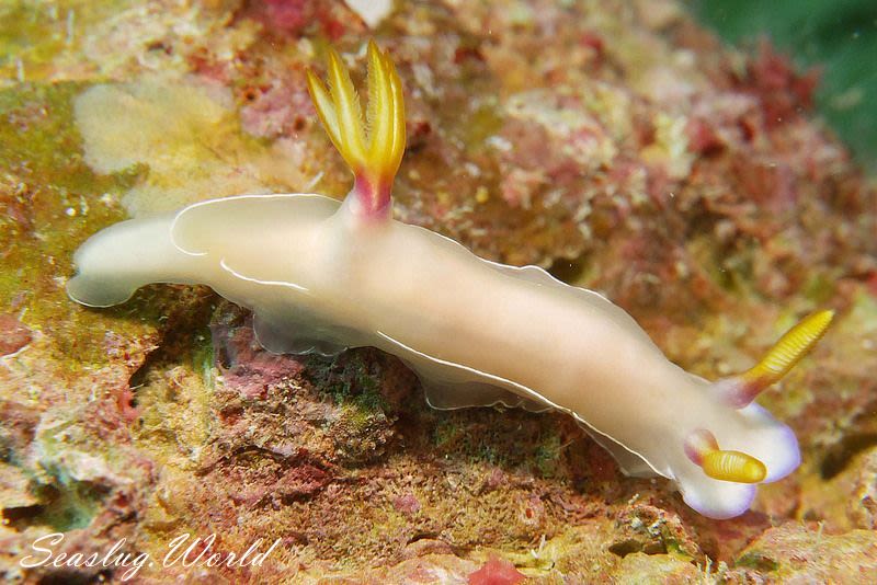 ゾウゲイロウミウシ Hypselodoris bullockii