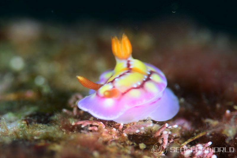 セリスイロウミウシ Hypselodoris cerisae