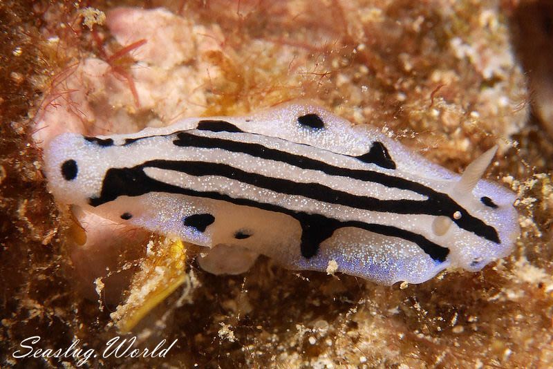 タテスジイボウミウシ Phyllidiopsis sphingis