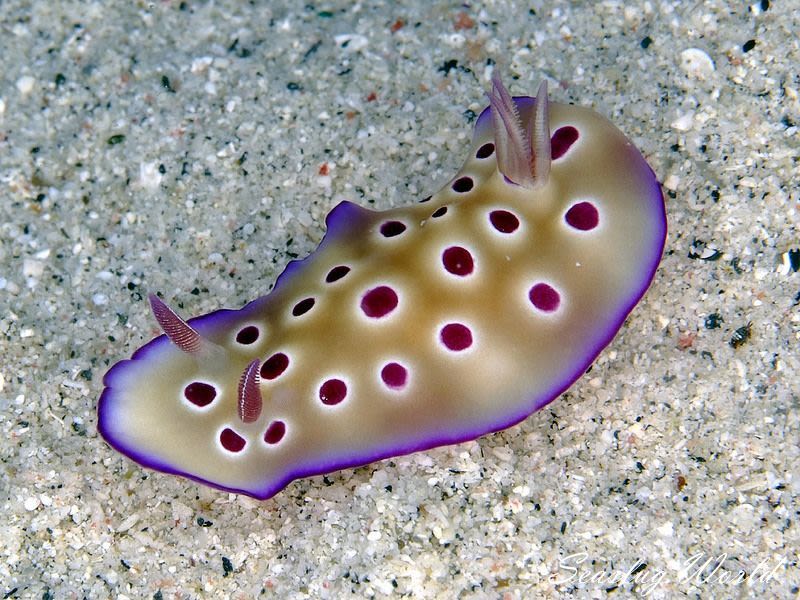 マダライロウミウシ Hypselodoris tryoni