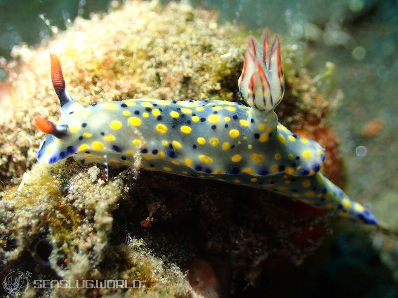 ヒュプセロドーリス・コンフェッティ Hypselodoris confetti