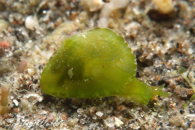 タマノミドリガイ Berthelinia limax