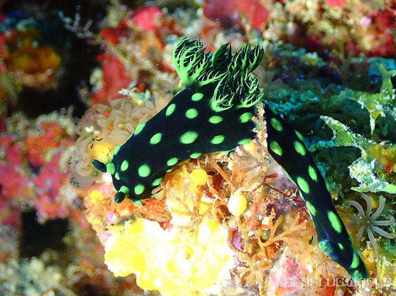 トサカリュウグウウミウシ Nembrotha cristata