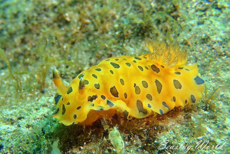 ヒメマダラウミウシ Dendrodoris guttata