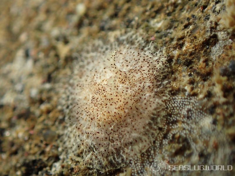 ナガヒゲイバラウミウシ Ceratodoris pilosa